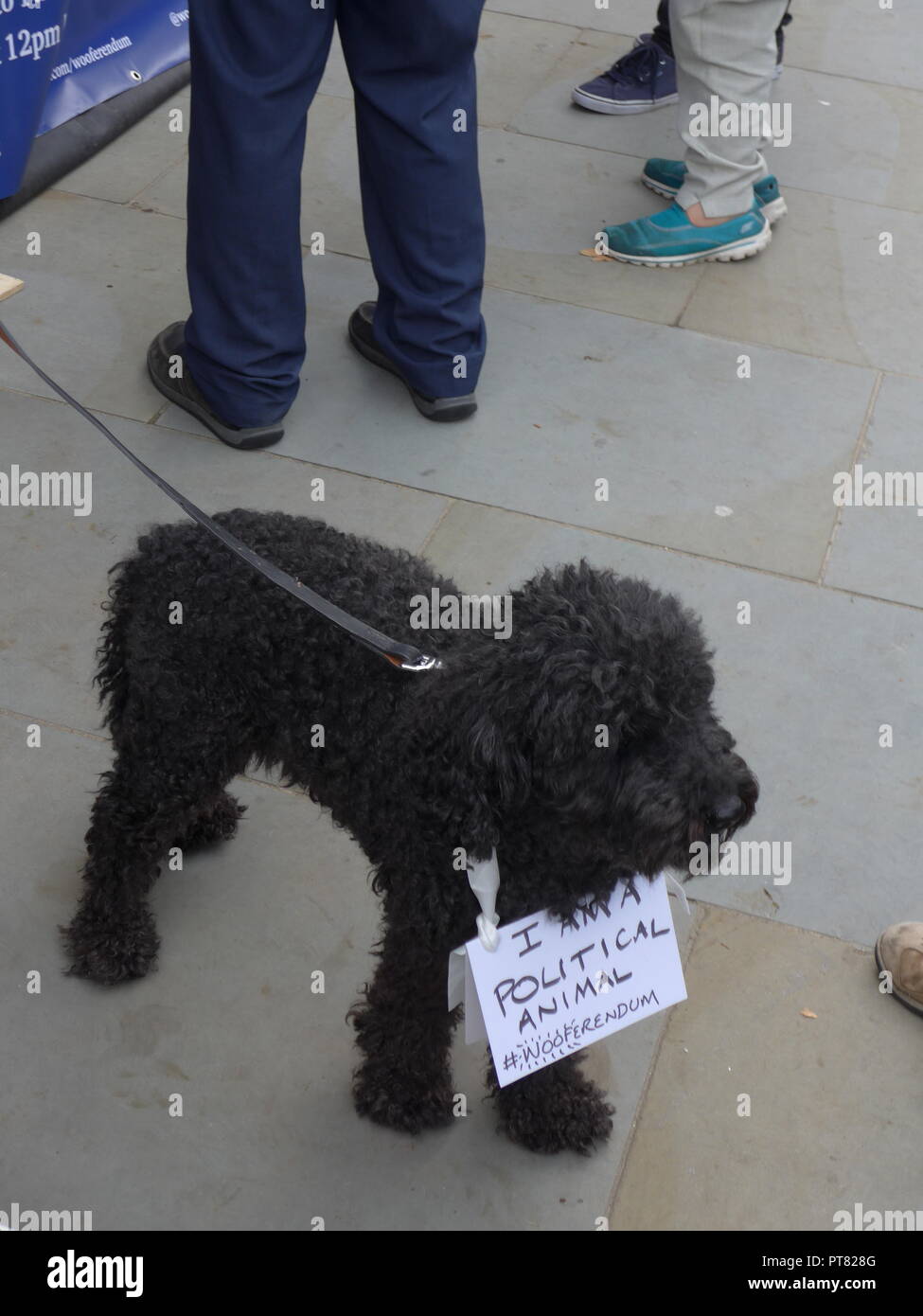 Dogs against Brexit March in Central London 7th October 2018. Stock Photo