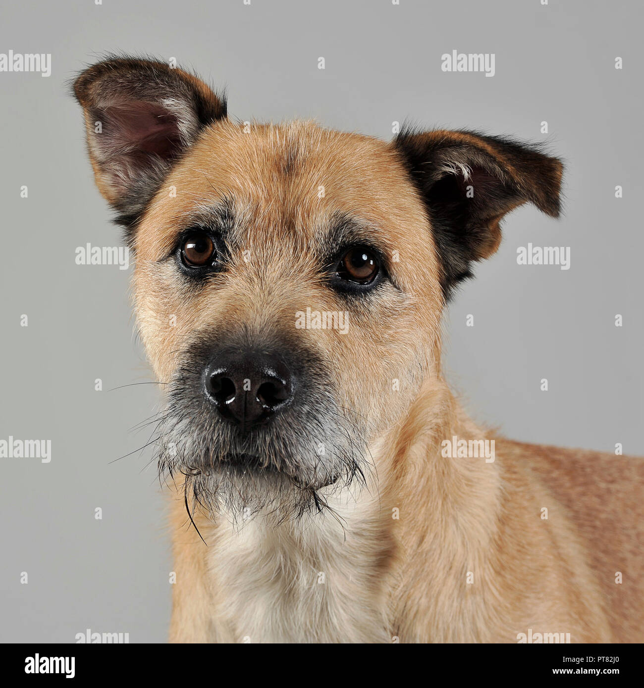 Can You Dye Dogs Grey Hair