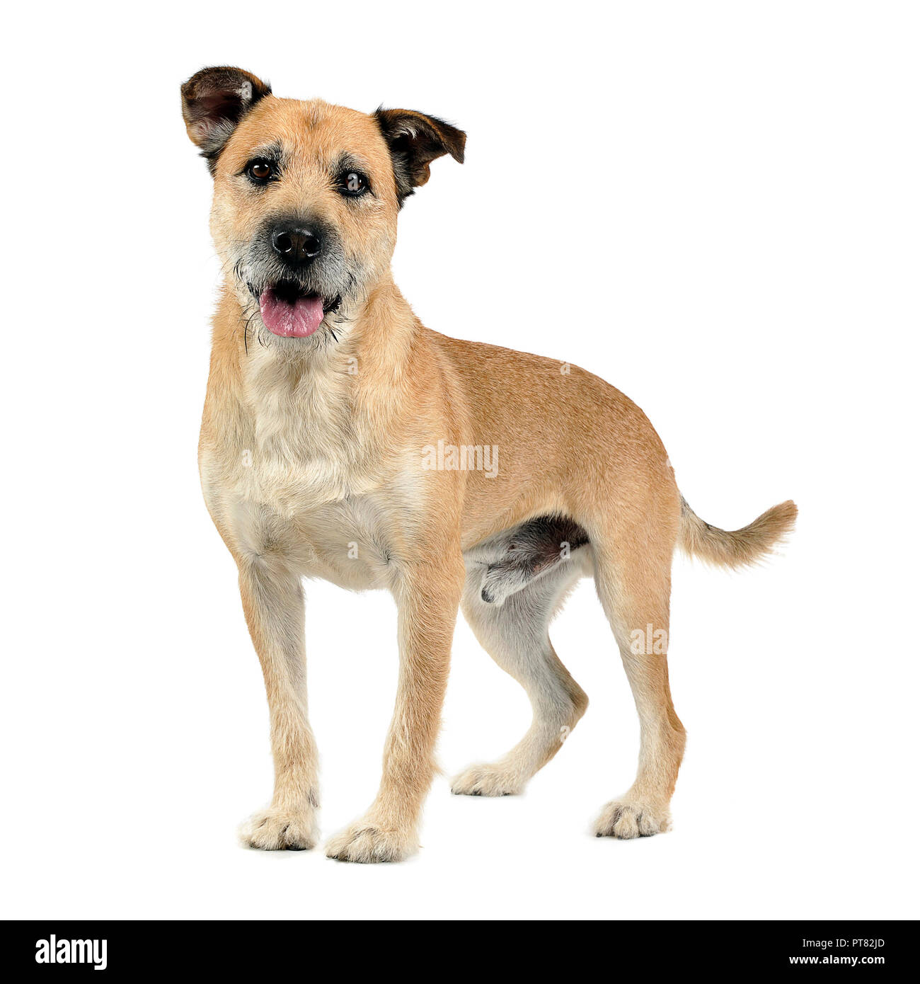 Brown color wired hair mixed breed dog in a white studio Stock Photo - Alamy Brown color wired hair mixed breed dog in a white studio Stock Photo - Alamy