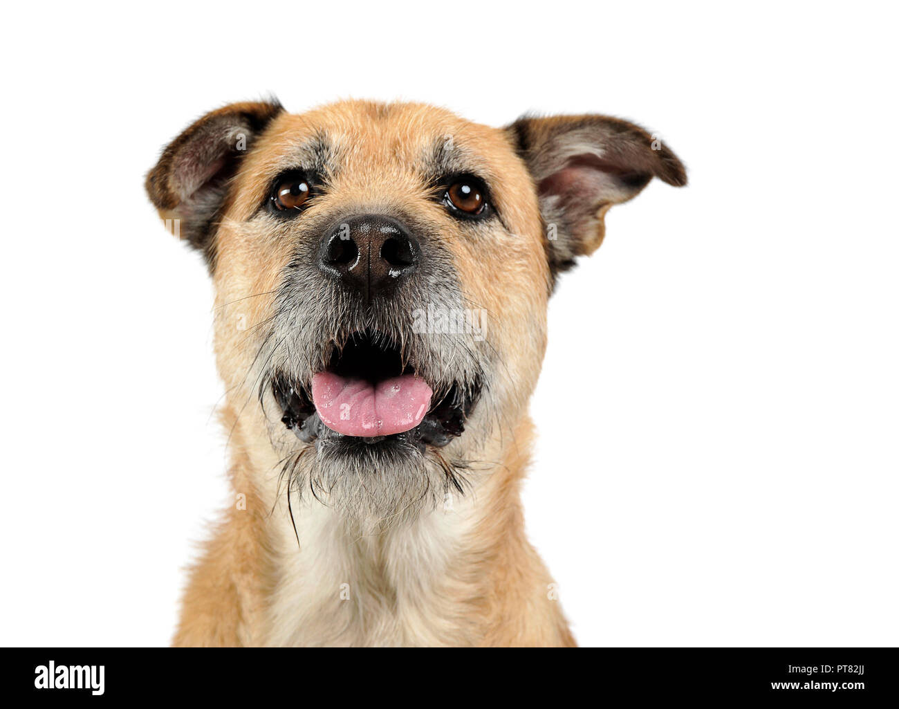 Brown color wired hair mixed breed dog in a white studio Stock