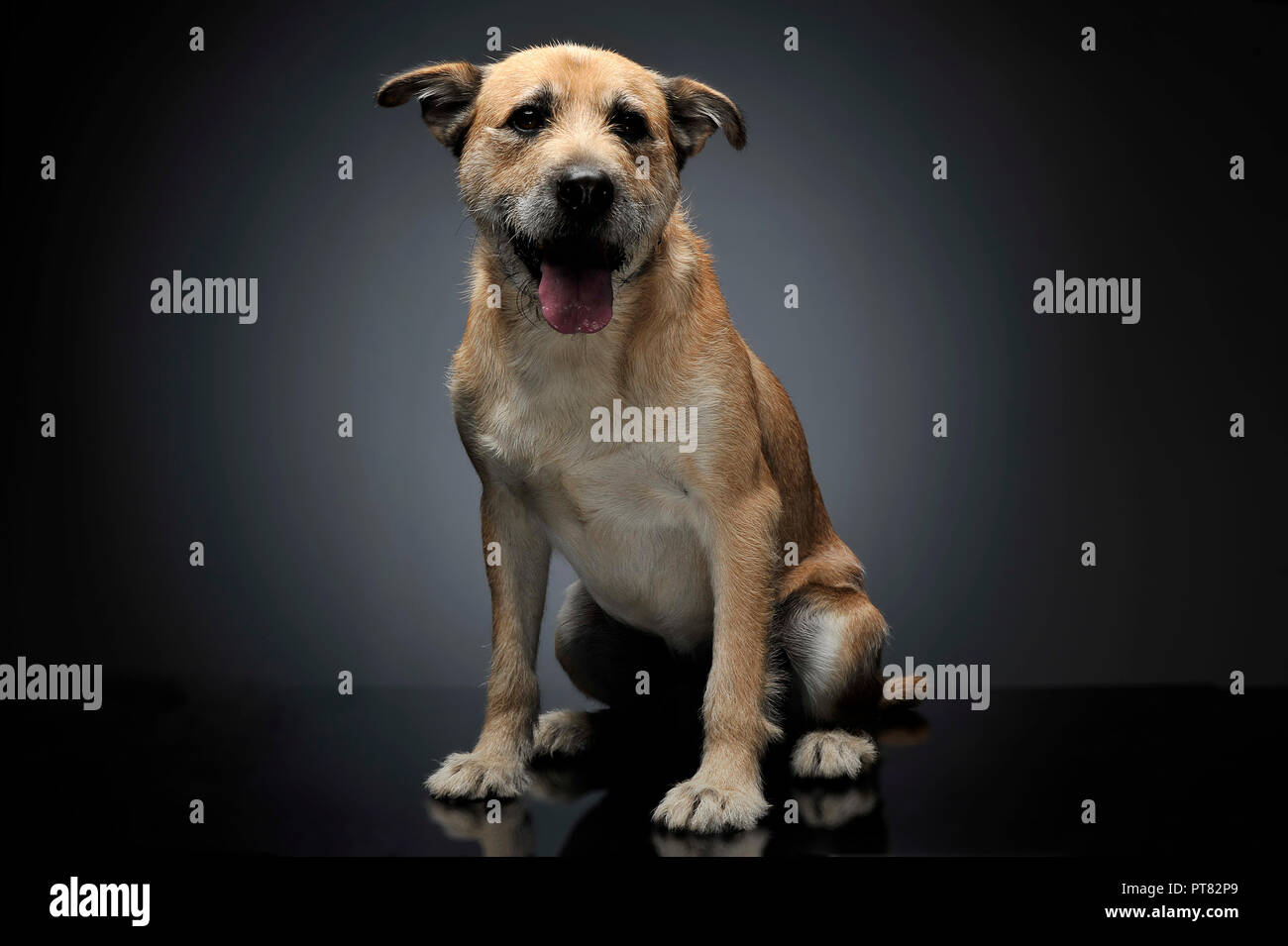 Can You Dye Dogs Grey Hair