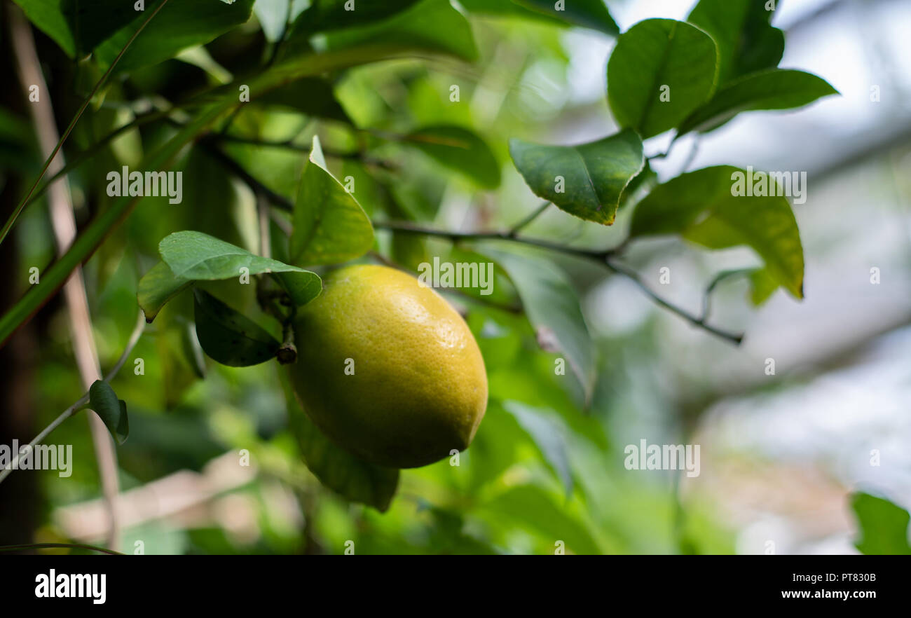 Ripening lemon on the bushes in a large greenhouse. Stock Photo
