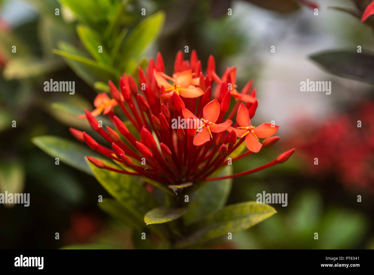 Ixora chinensis flowers in bloom, with leaves below Stock Photo