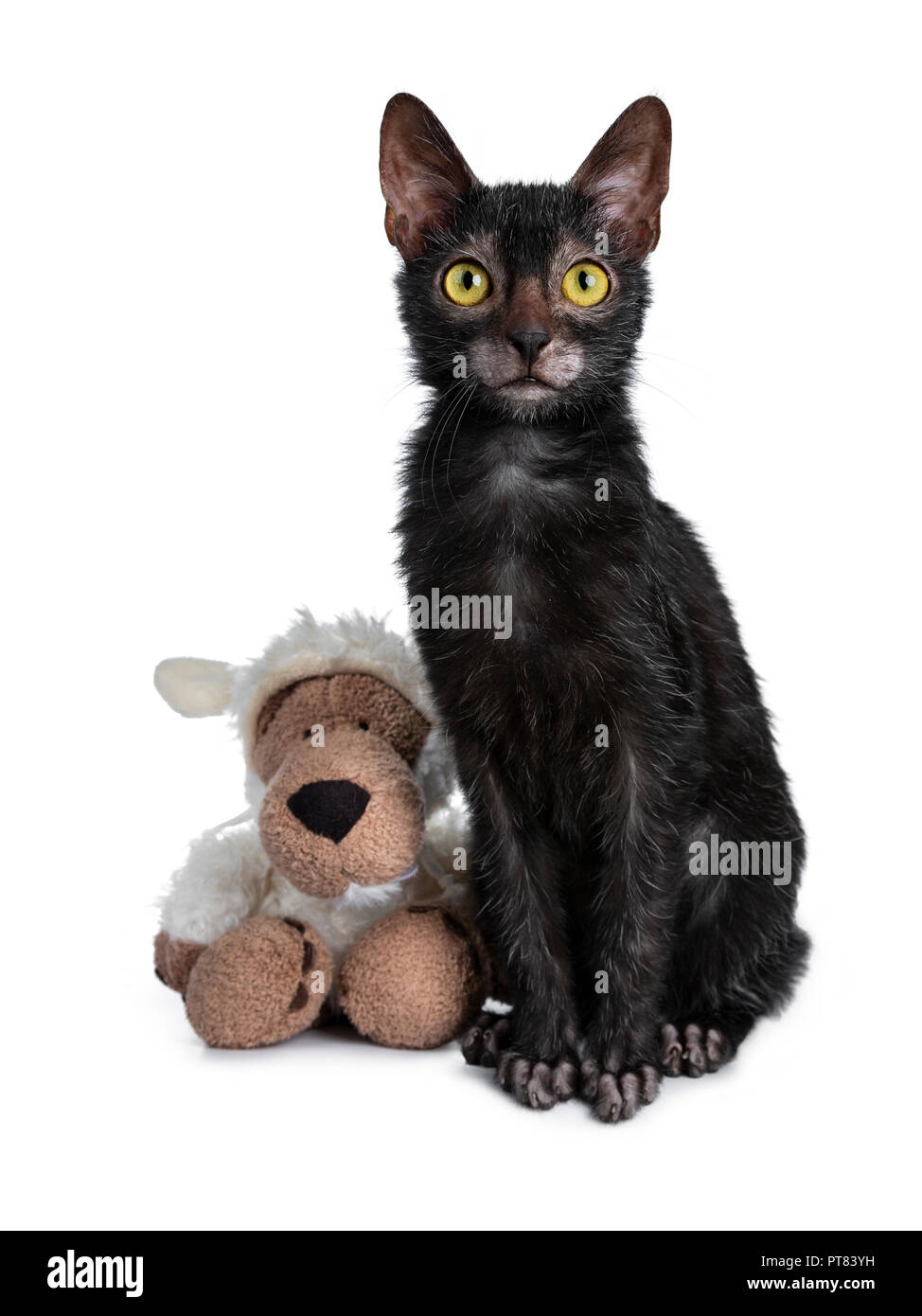 Adorable black Lykoi cat kitten girl sitting beside a faux fur wolf dressed in sheep clothing looking straight at camera with bright yellow eyes, isol Stock Photo