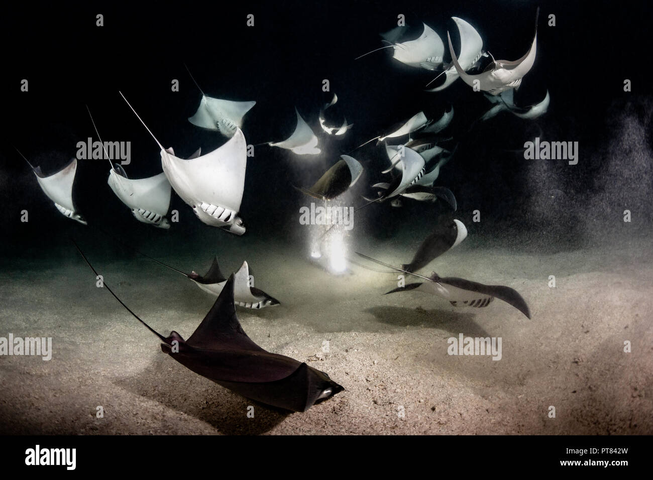 School of Mobula Rays feasting on plankton at night, La Paz, Baja California Sur, Mexico Stock Photo