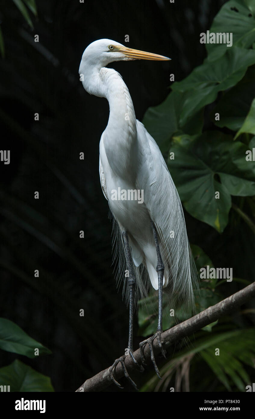 Adult Great Egret (Ardea alba egretta) in breeding plumage, standing on a branch with Montrichardia linifera mangrove and Euterpe oleracea palm leaves Stock Photo