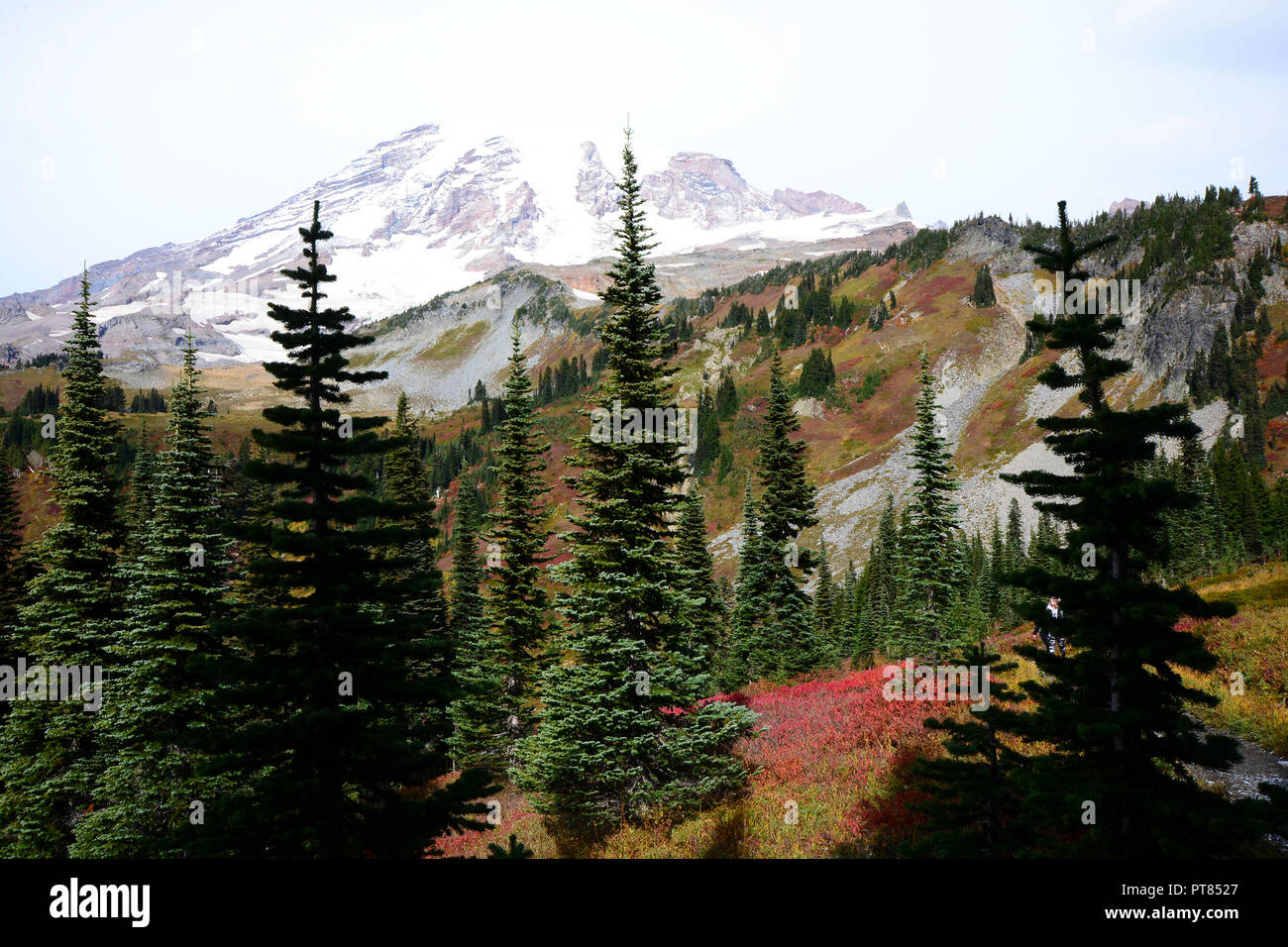 Mount Rainer National Park Stock Photo - Alamy