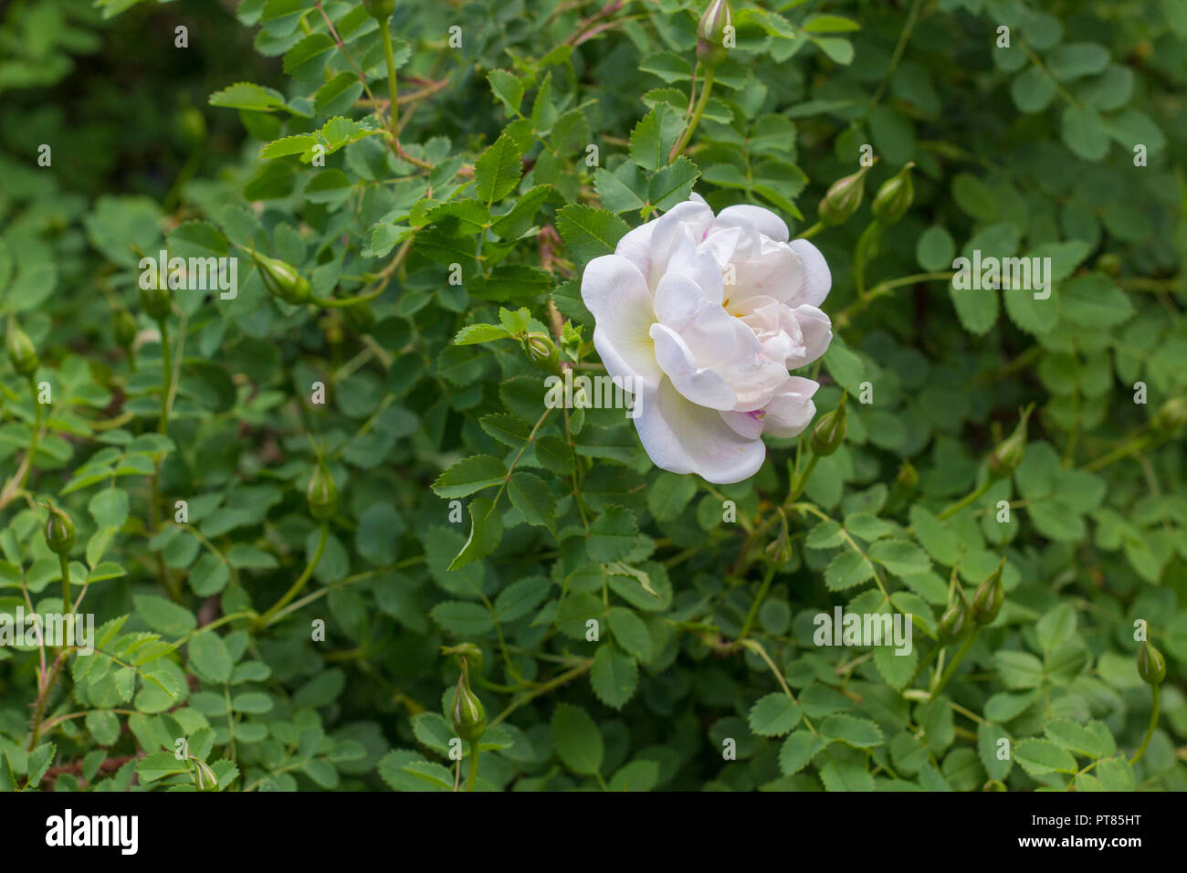 Alberta wild rose hi-res stock photography and images - Alamy