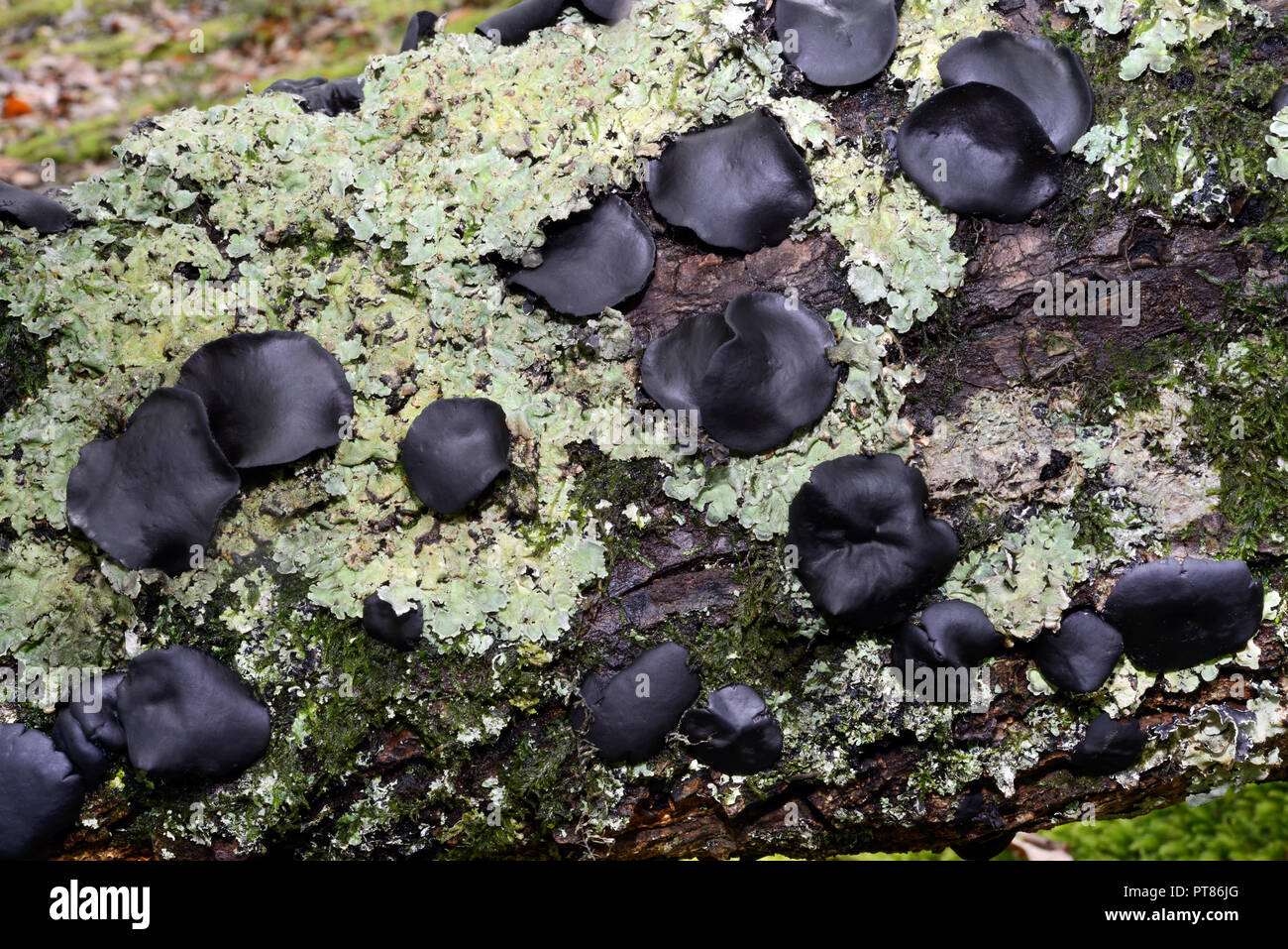 The fungus Bulgaria inquinans (commonly known as black bulgar) is an Ascomycete in the family Bulgariaceae. It grows on dead oak  and hornbeam. Stock Photo