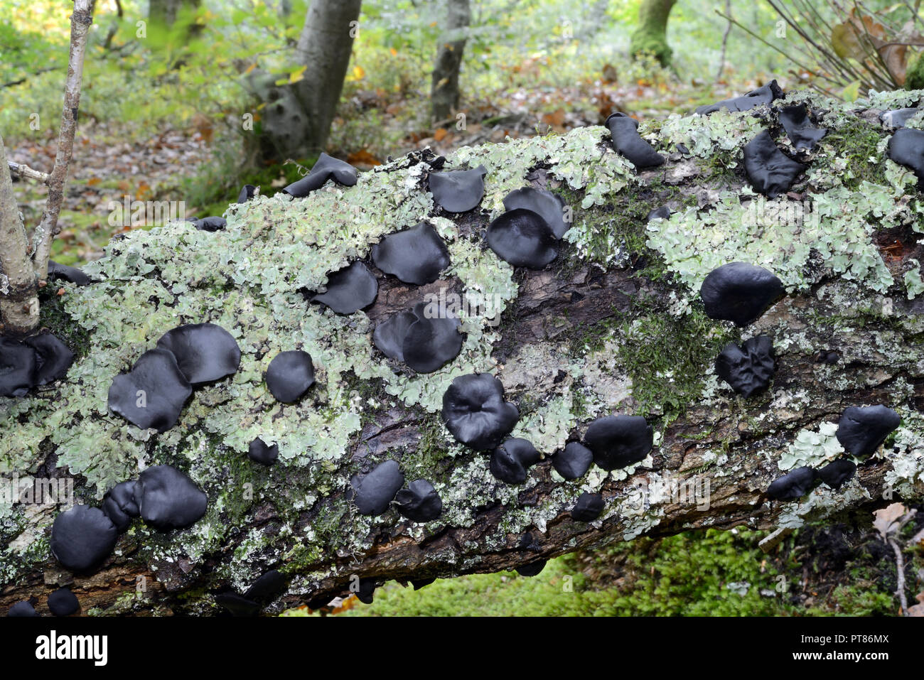 The fungus Bulgaria inquinans (commonly known as black bulgar) is an Ascomycete in the family Bulgariaceae. It grows on dead oak  and hornbeam. Stock Photo