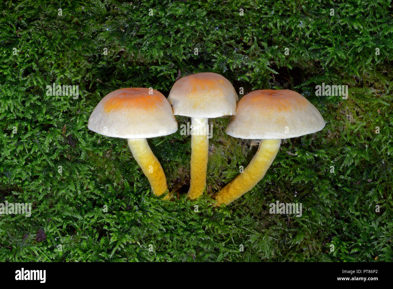 Hypholoma fasciculare (sulphur tuft) is a common woodland fungus. A saprophagic species that grows in large clumps on dead or rotting tree trunks Stock Photo
