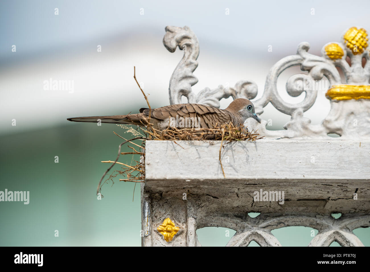 Thai zebra dove broods her eggs in her nest on a house gate frame Stock