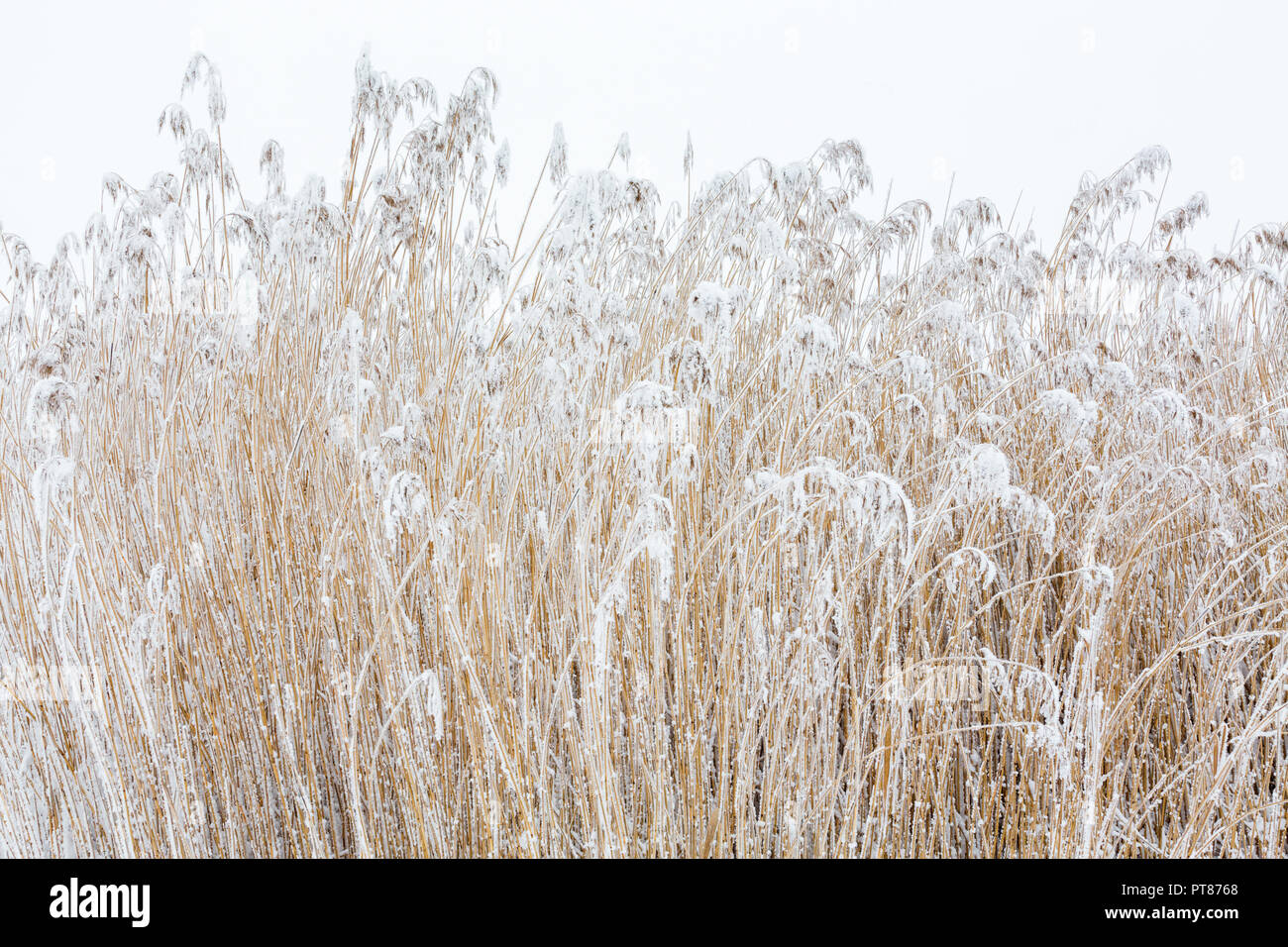 Frosted reeds hi-res stock photography and images - Alamy