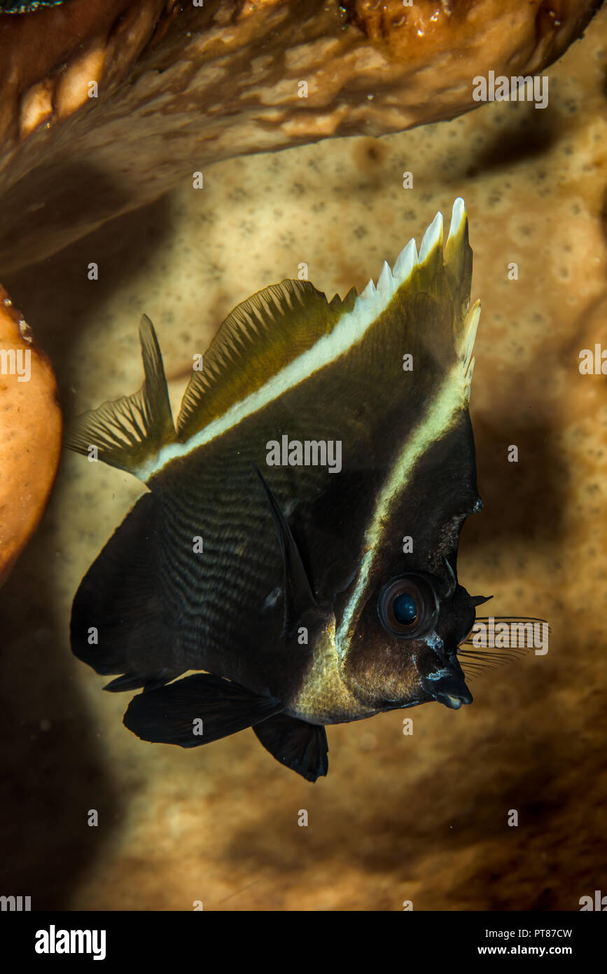Phantom Bannerfish Fish Stock Photo 221457625 Alamy