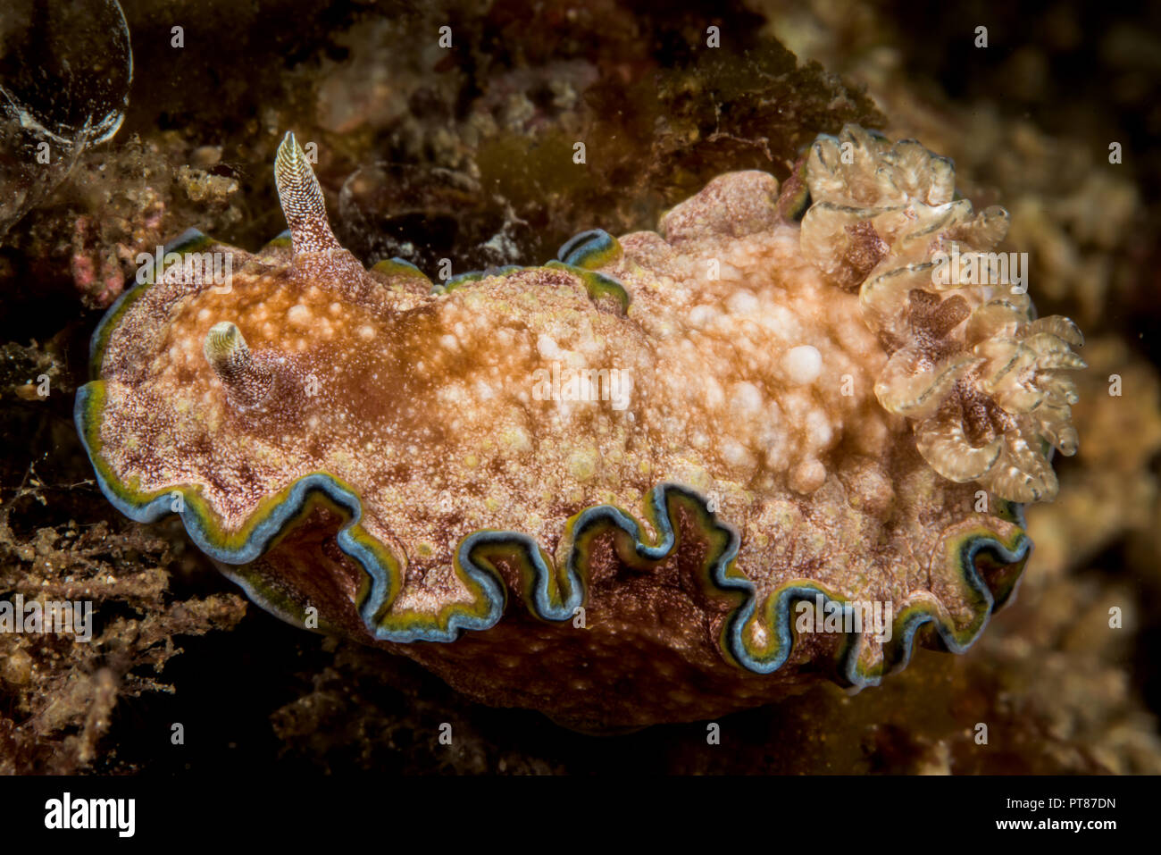 Doris Sea High Resolution Stock Photography and Images - Alamy