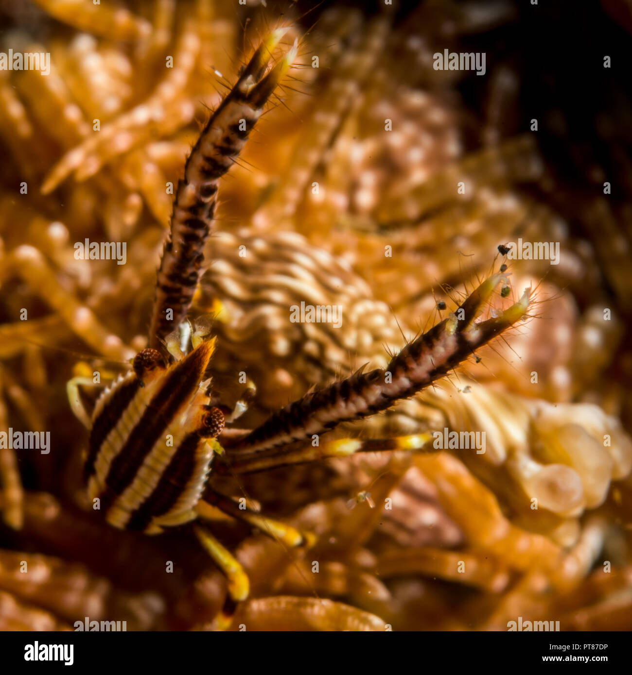 elegant crinoid squat lobster Stock Photo Alamy