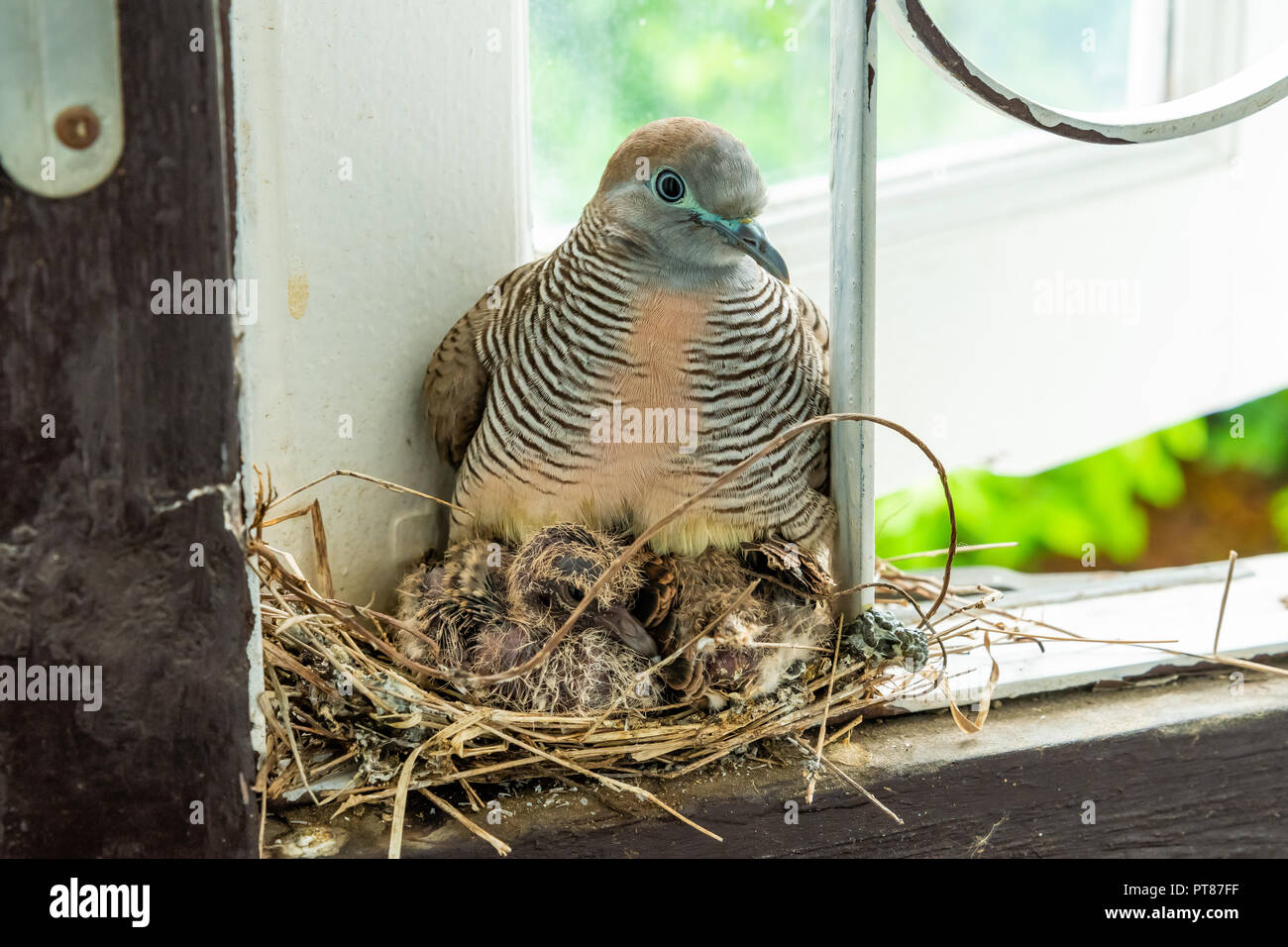 Thai zebra dove broods her chicks in her nest on a window frame Stock