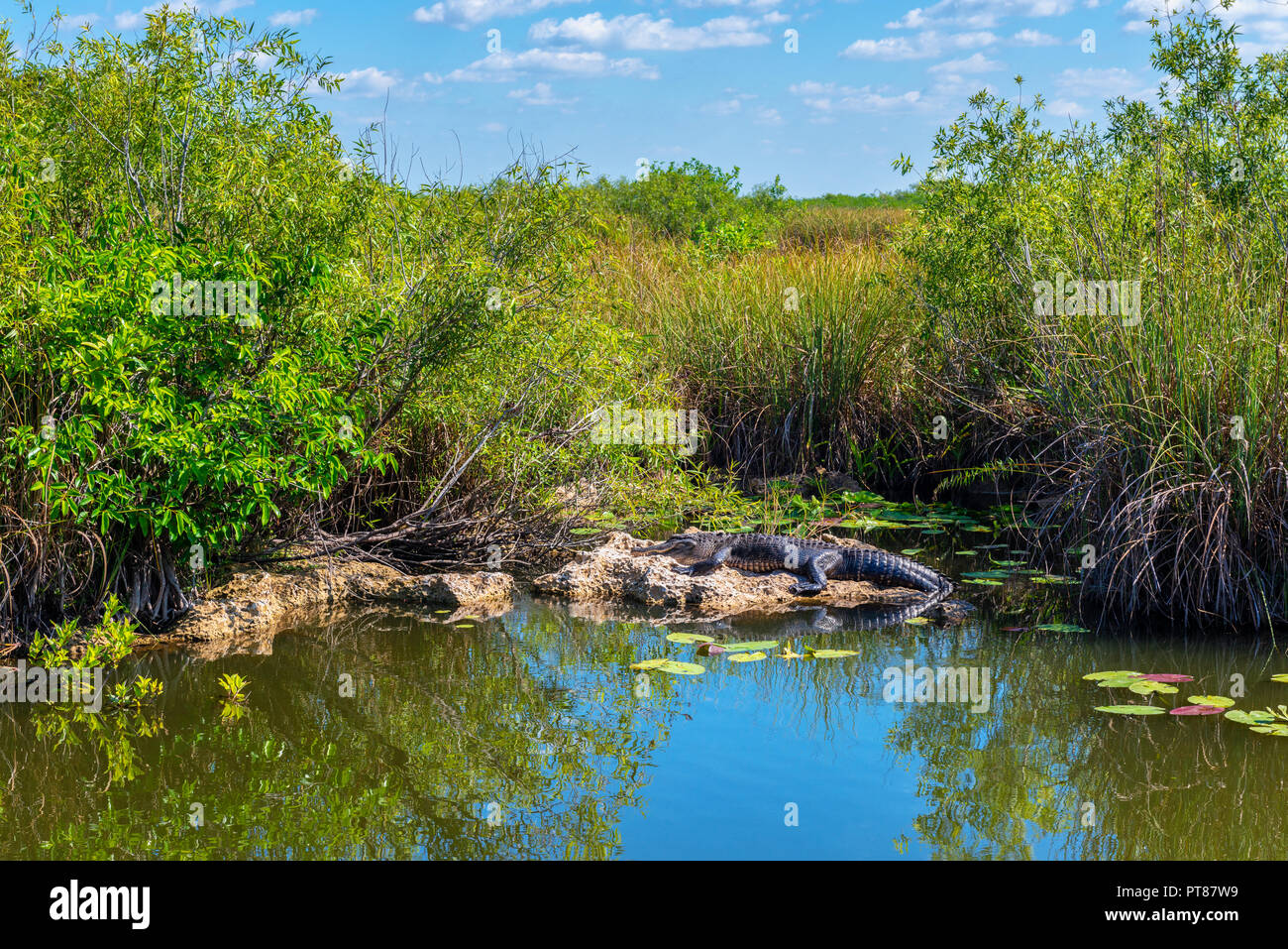 Sunbathing Alligator in Everglades National Park Florida USA Stock Photo