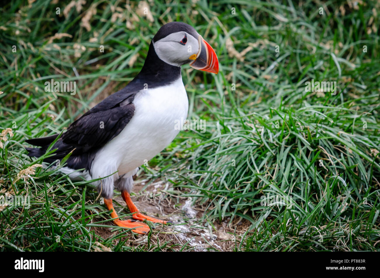 Icelandic puffin staring at the sea and waiting for husband at home Stock Photo