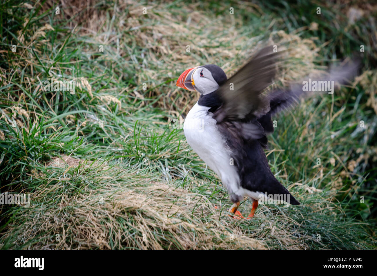 Icelandic puffin flapping wings after coming home Stock Photo
