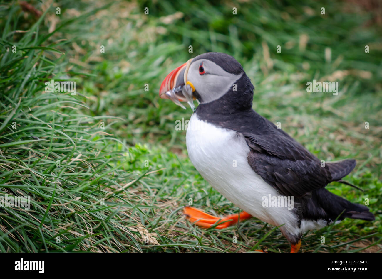 Icelandic puffin rushing home with dinner Stock Photo