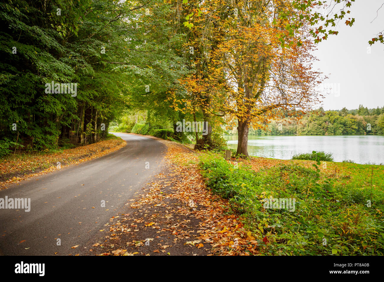 A road on an autumnal day, with fallen leaves  in Shearwater, Wlitshire Stock Photo
