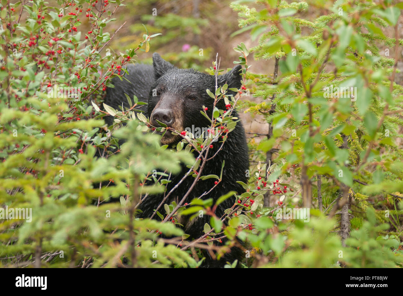 Black bear eating berries Stock Photo Alamy