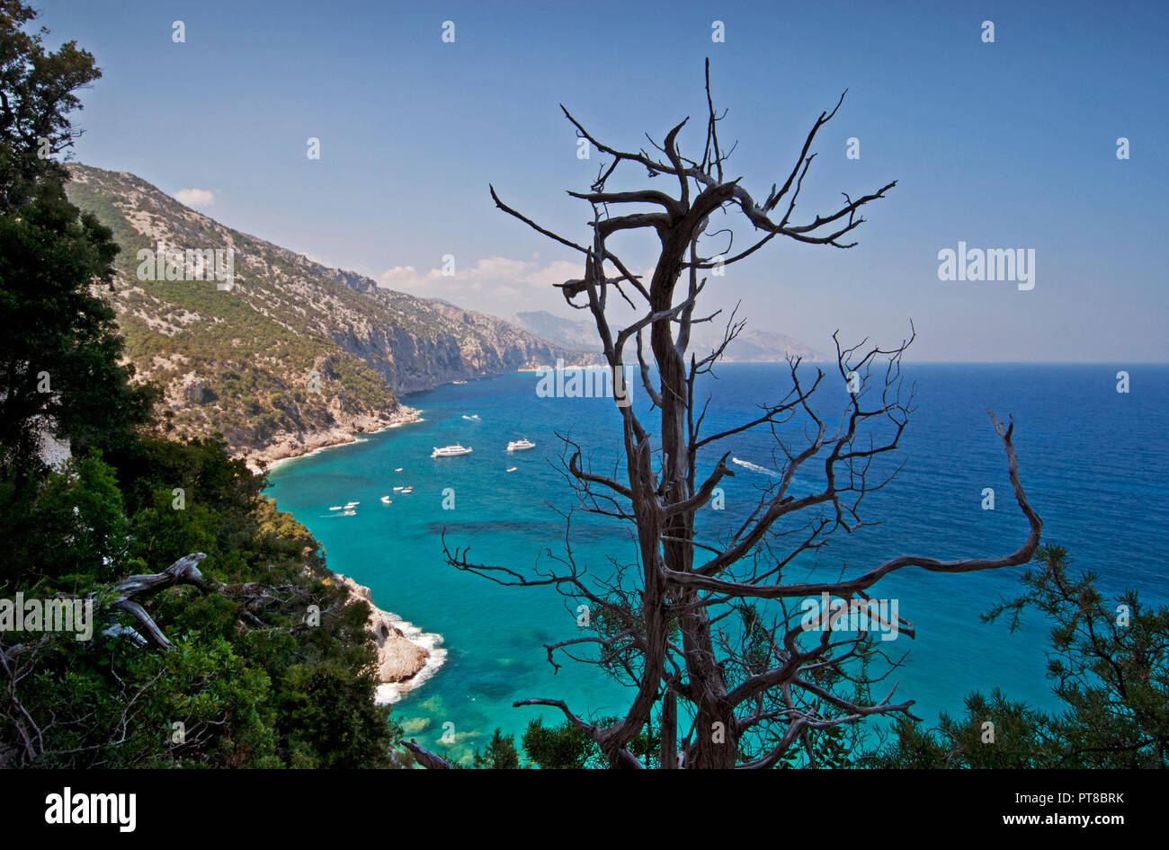 Old juniper on the Selvaggio Blu trekking route near Cala Sisine beach, Baunei, Sardinia, Italy Stock Photo