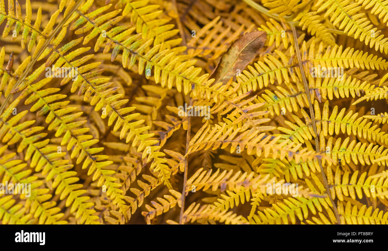 Bracken, golden, yellow woodland ferns in English woodland during Autumn or Fall. Close up of the bracken's leaves.  Horizontal Stock Photo