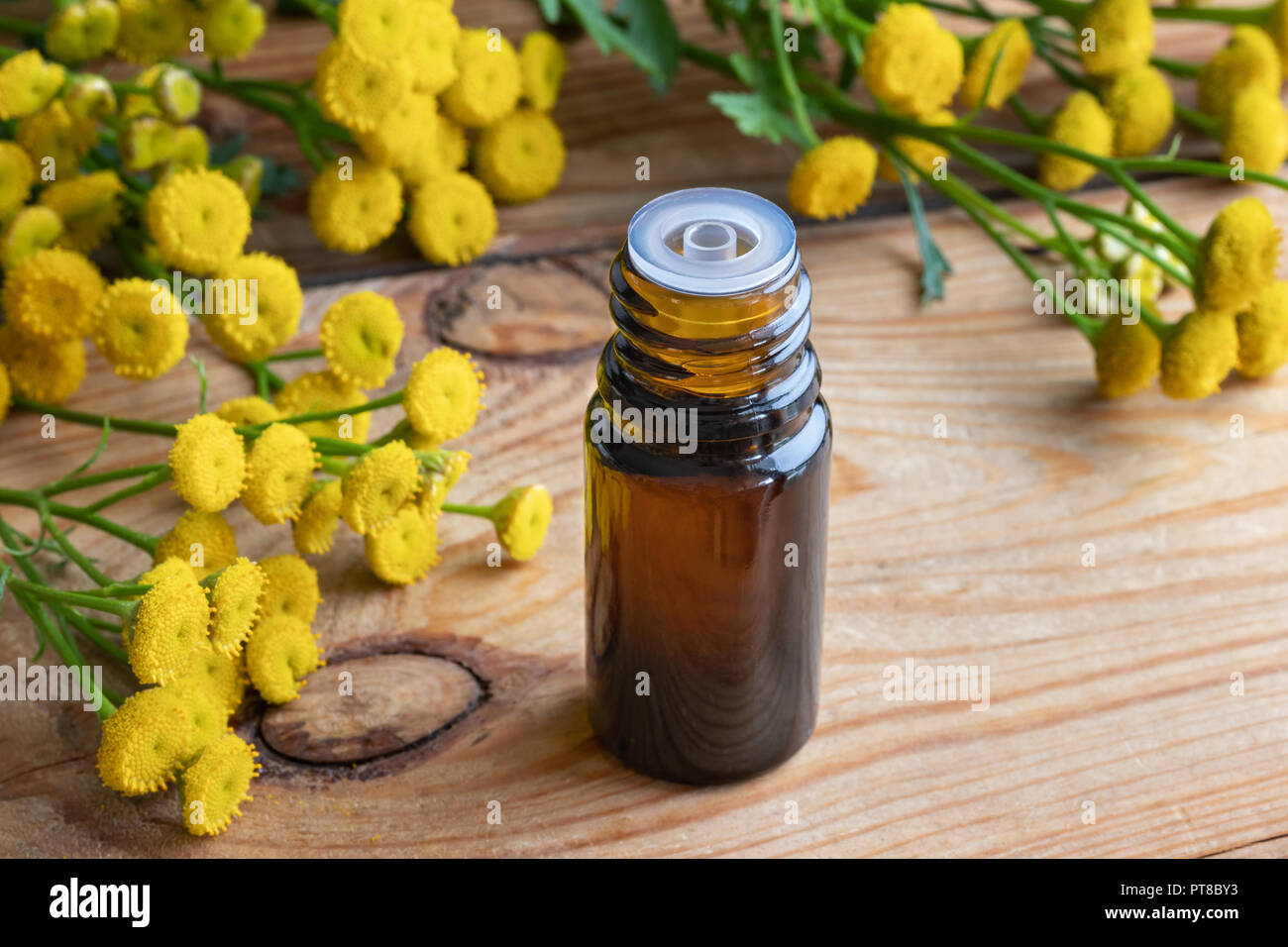 A bottle of common tansy essential oil with fresh blooming Tanacetum vulgare plant Stock Photo