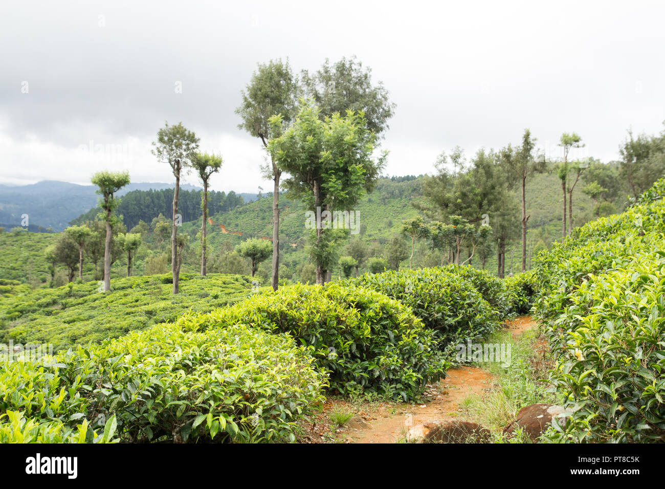 tea plantation scenery Stock Photo