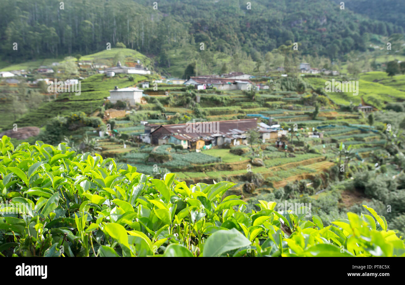 village in tea plantation countryside Stock Photo