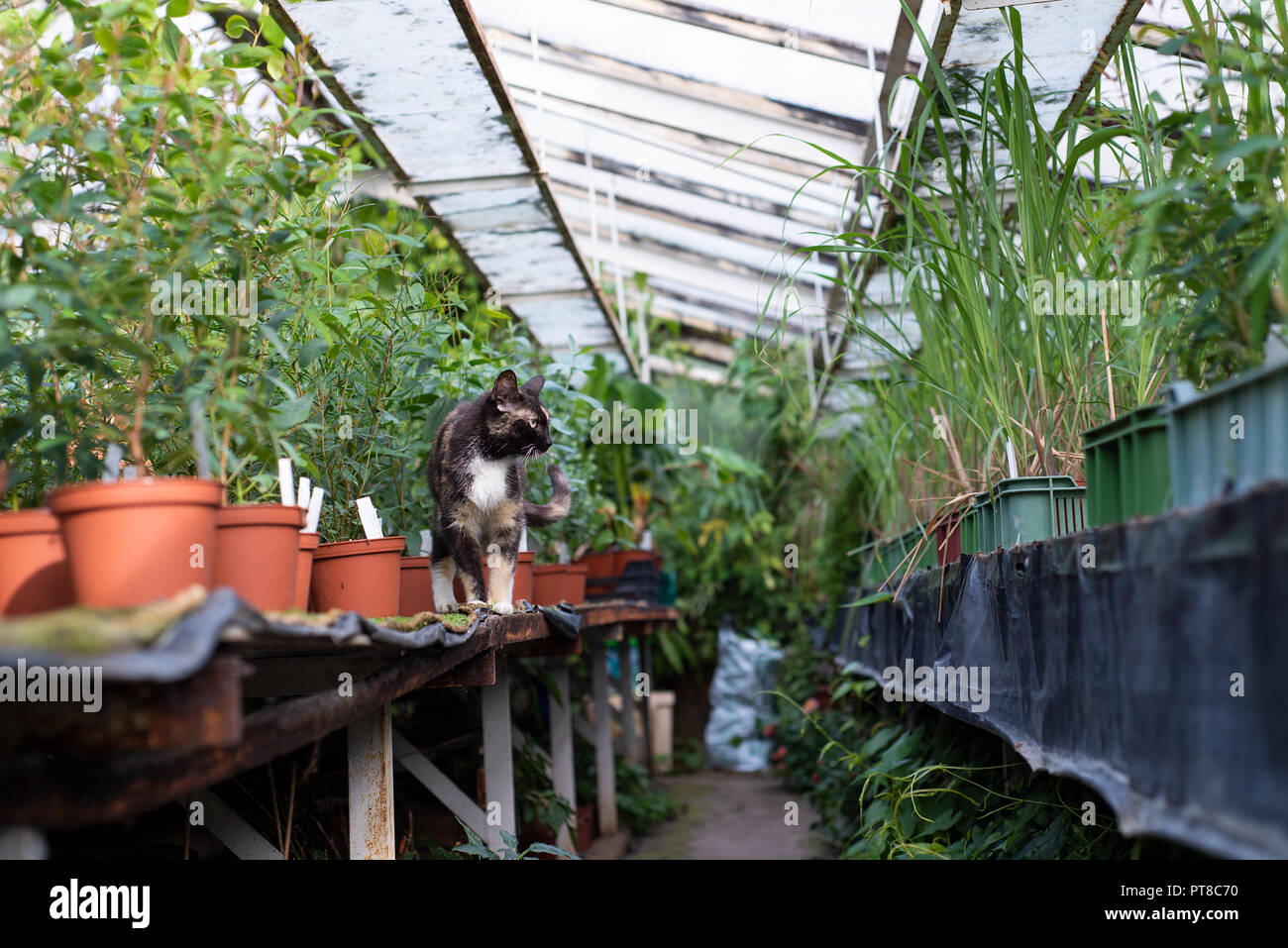 Cat in a large greenhouse at different flowers. Stock Photo