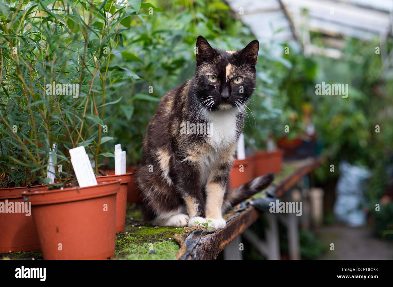 Cat in a large greenhouse at different flowers. Stock Photo