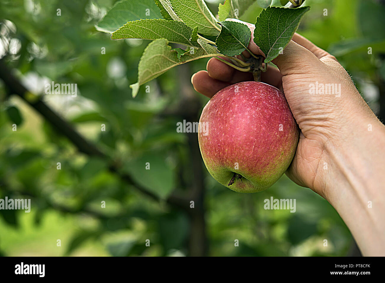 Fresh red side apple in farmer's hand, surrounded by green leaves and apple tree branches. Autumn or summer harvest time and healthy eating concepts.  Stock Photo