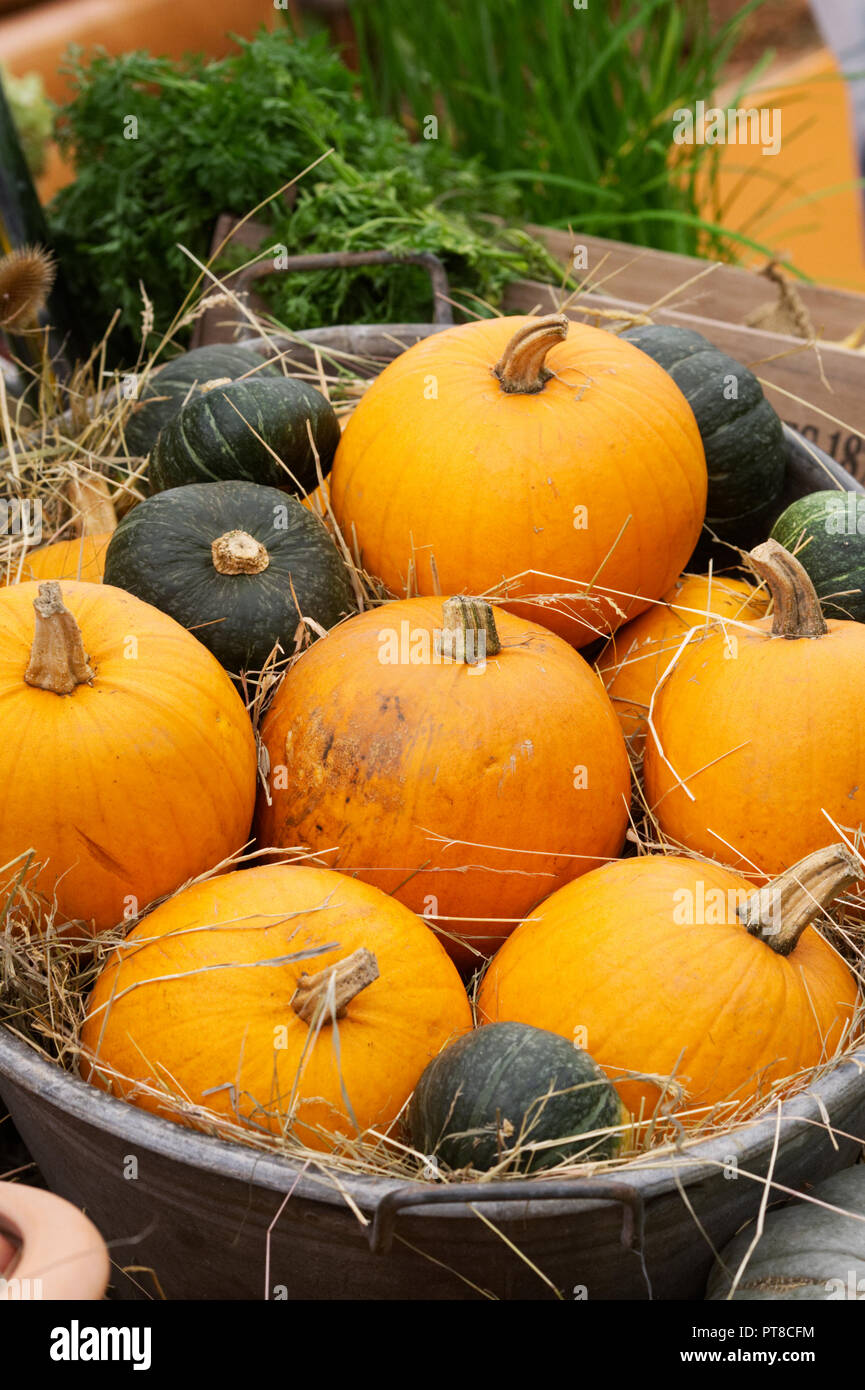 Cucurbita maxima. A bucket of pumpkins at the RHS Malvern Autumn Show. Stock Photo