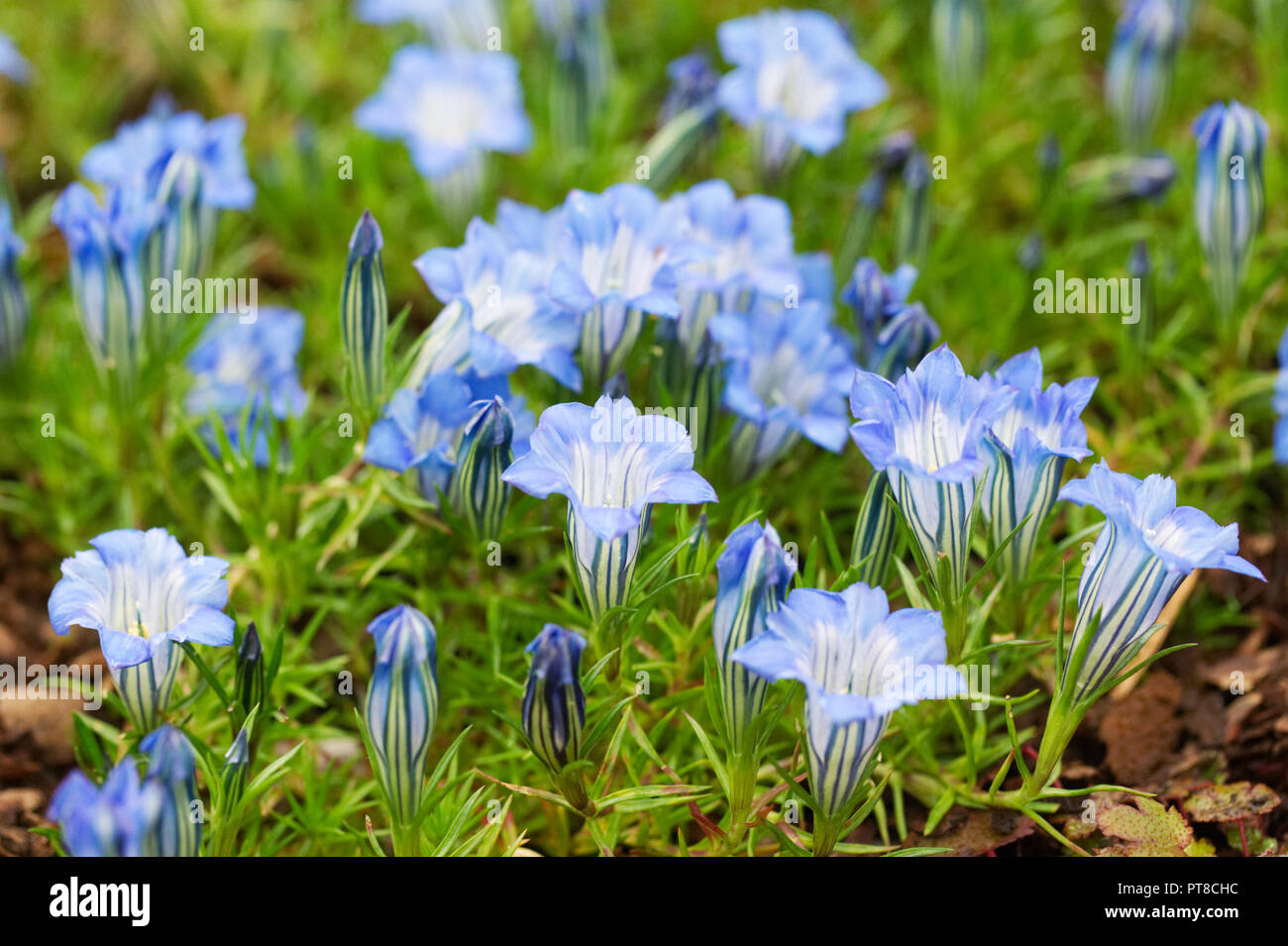 Gentiana flowers. Stock Photo