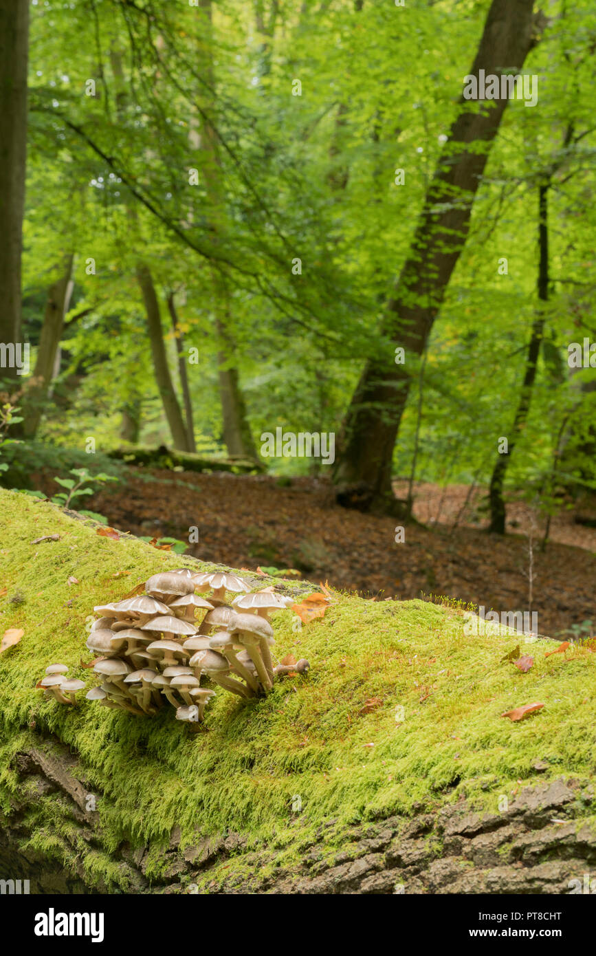 Early signs of Autumn at Burnham Beeches, Farnham Common