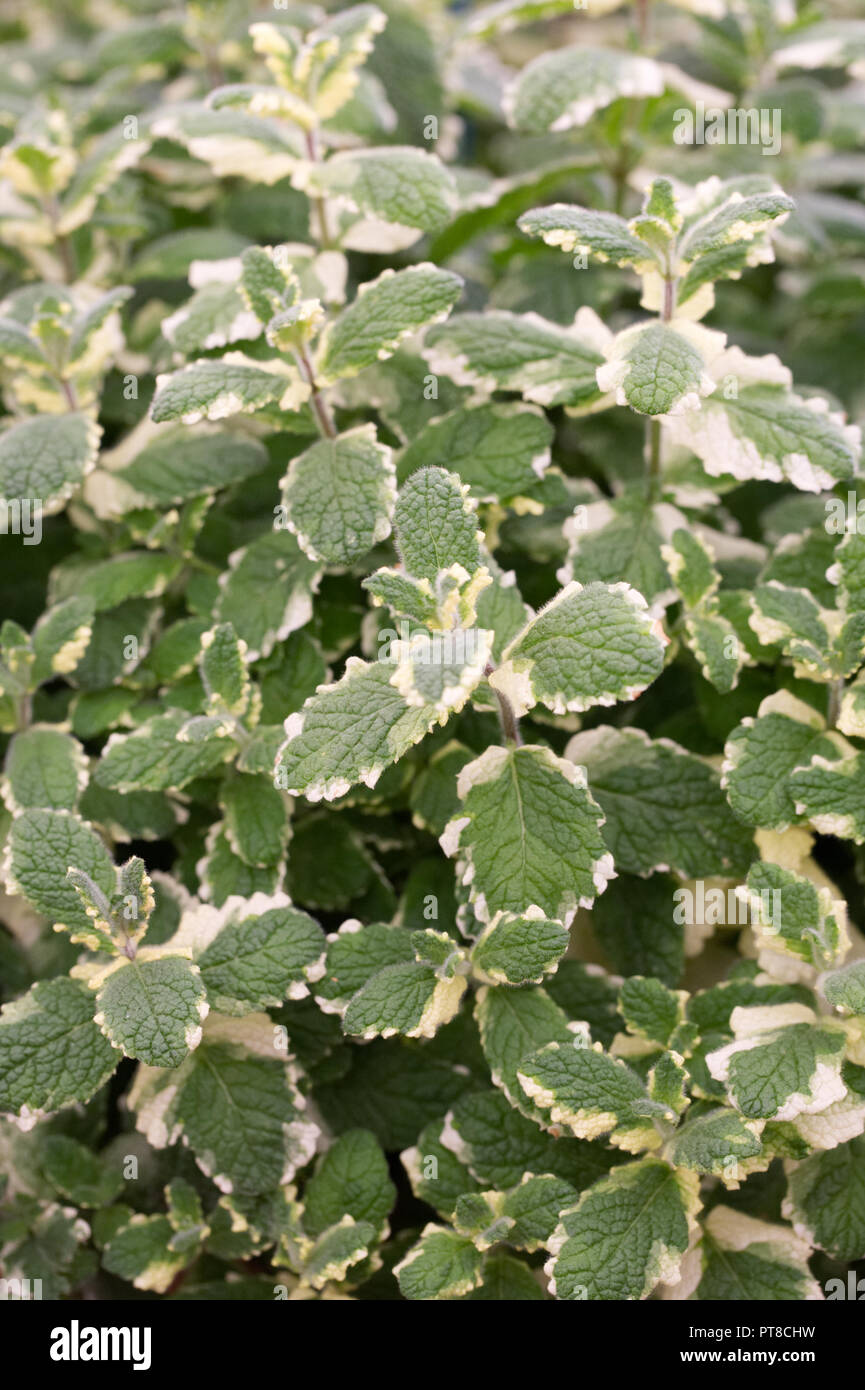 Mentha suaveolens 'variegata'. Variegated pineapple mint leaves. Stock Photo
