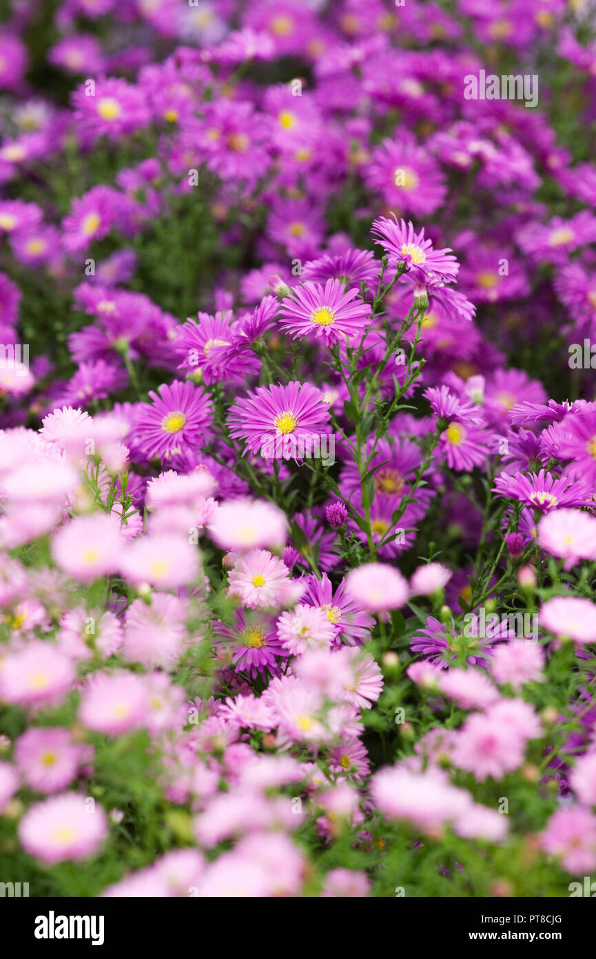 Symphyotrichum novii-belgii 'Blauglut' and 'Dazzler' flowers. Stock Photo
