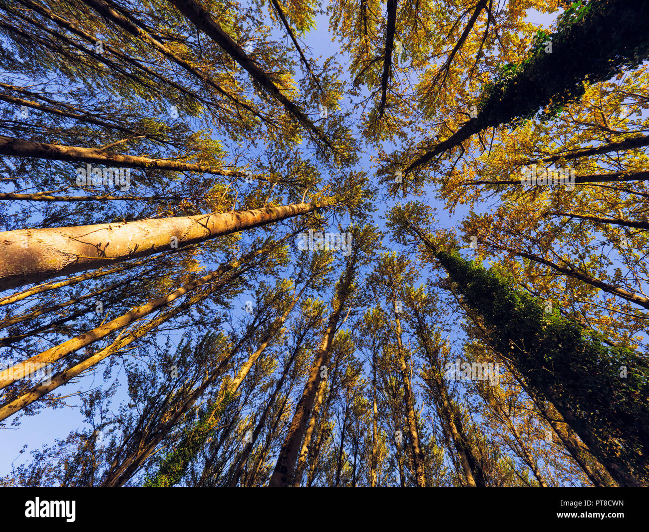 Tall high poplar trees hi-res stock photography and images - Alamy