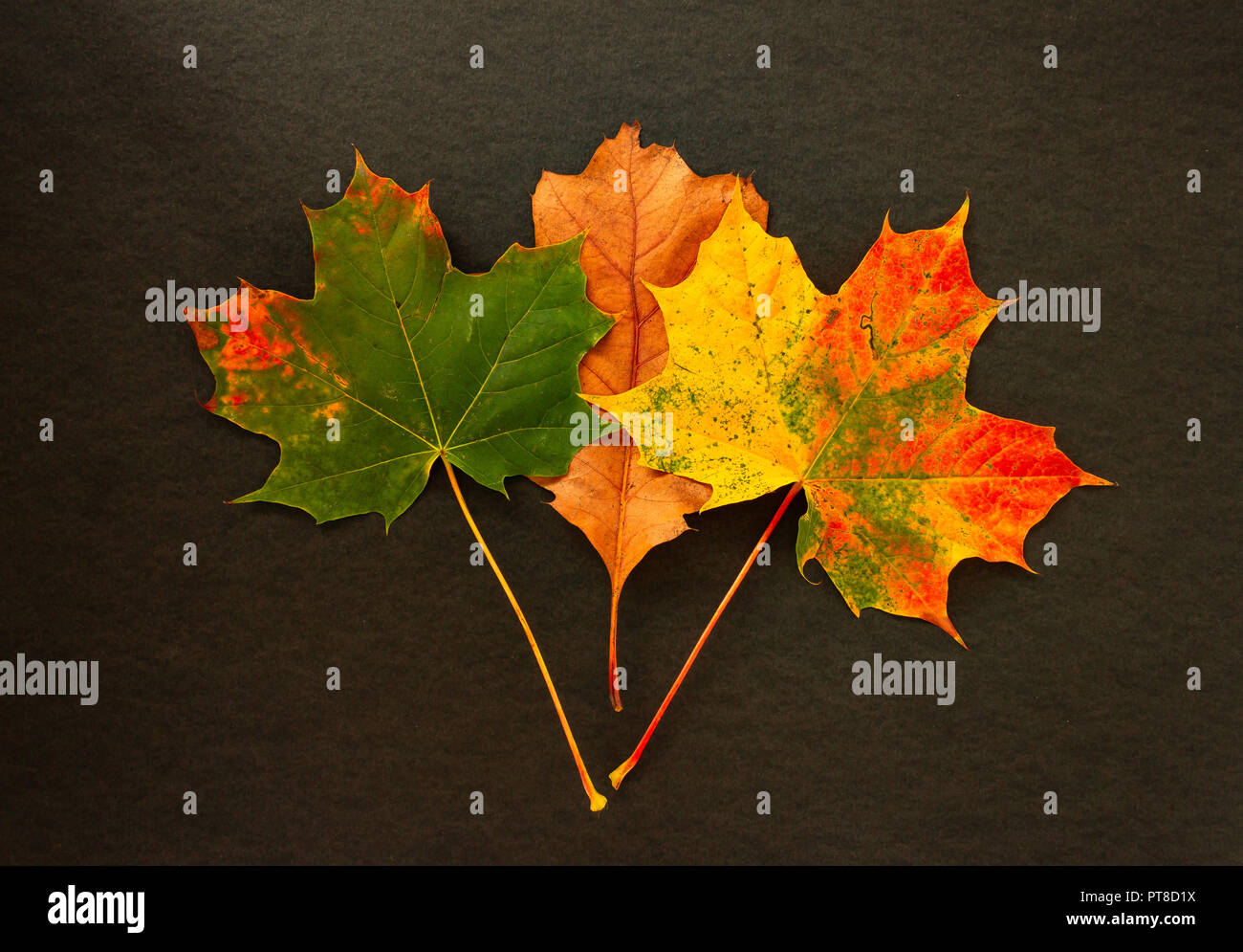 Colorful Autumn leaves on a black background Stock Photo