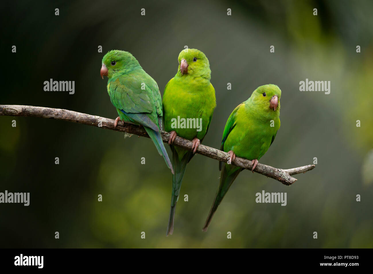 Plain Parakeets from the Atlantic Rainforest Stock Photo