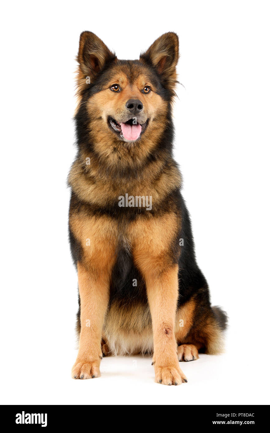 Studio shot of an adorable mixed breed dog sitting on white background ...