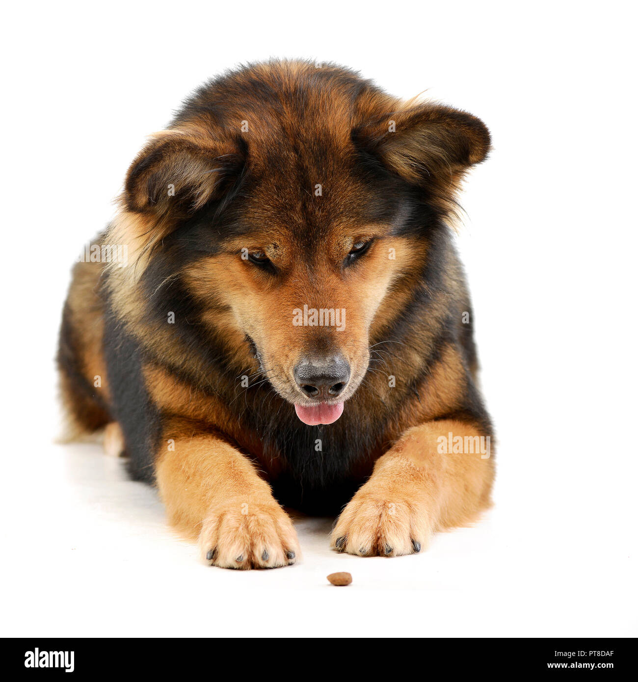 Studio shot of an adorable mixed breed dog lying on white background ...