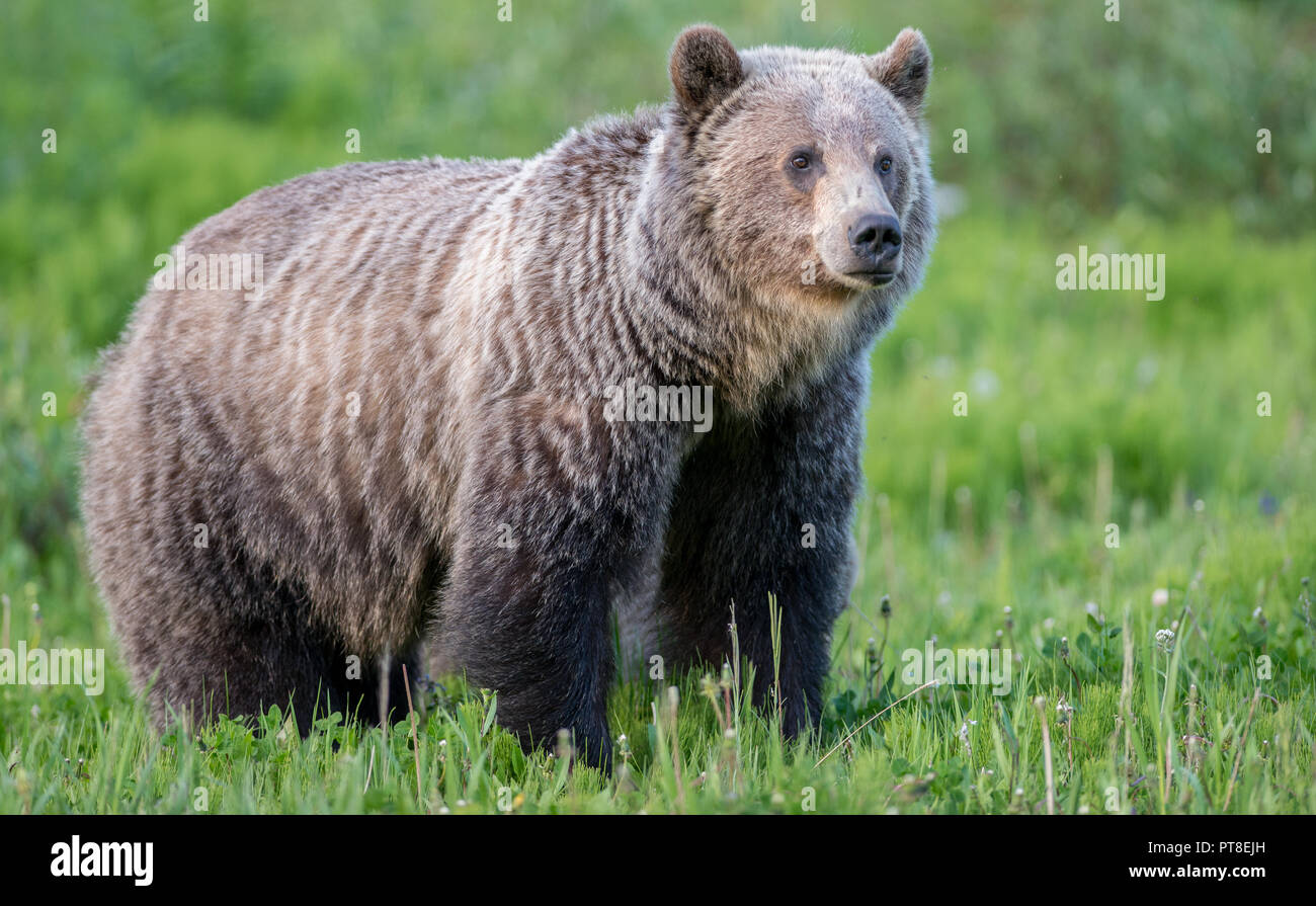 Grizzly bear in the wild Stock Photo - Alamy