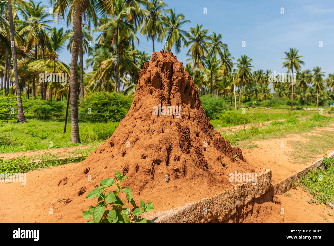 A giant termite hill against a backdrop of palm trees Stock Photo Alamy