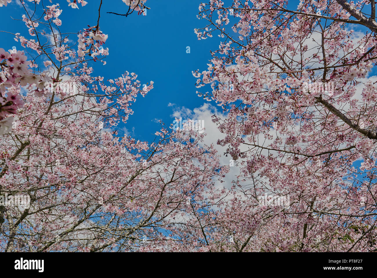 Backdrop of gentle clouds hi-res stock photography and images - Alamy
