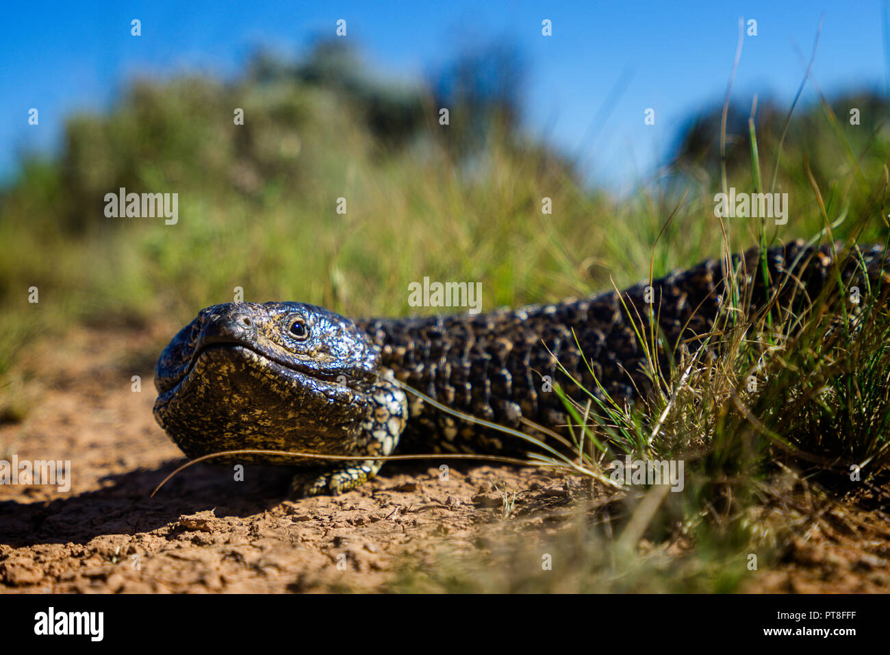 Shingle Back Lizard (Tiliqua rugosa) on Nullarbor Plain Western Australia Stock Photo
