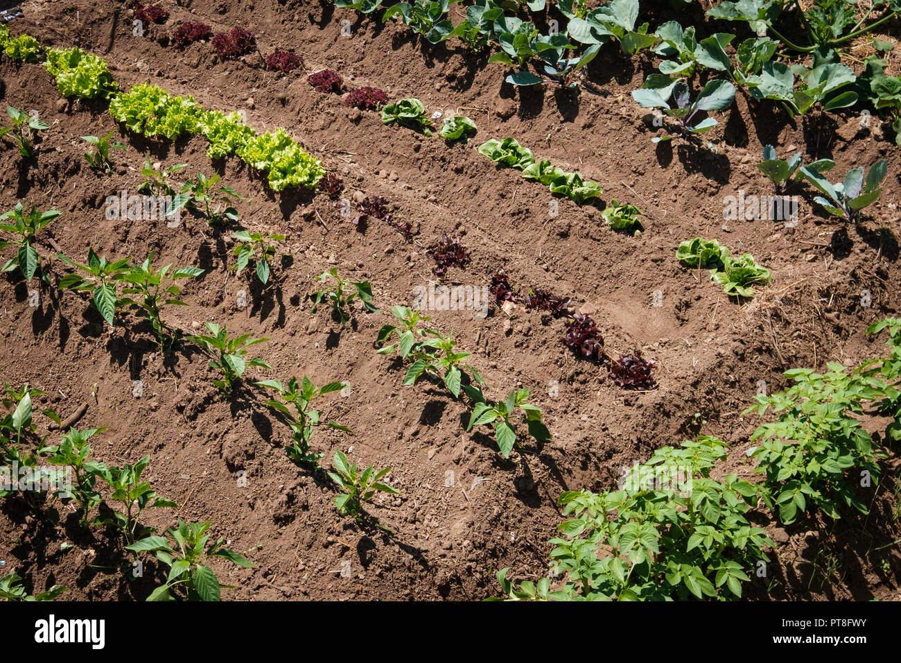 small vegetable plants growing in garden bed Stock Photo